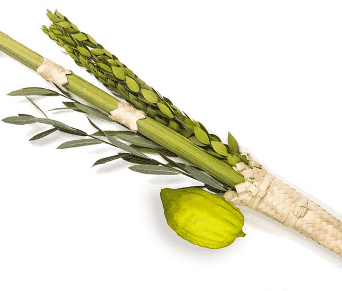 donate us. lulav and etrog. 